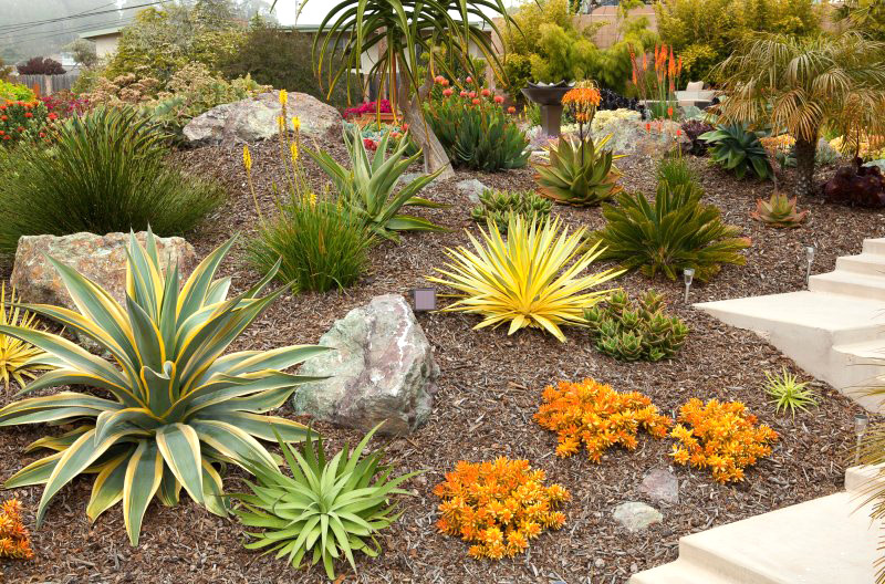 Xeriscape